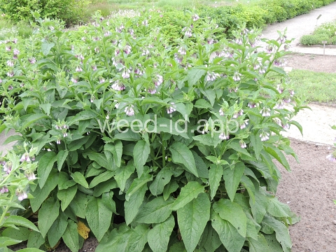 comfrey, common